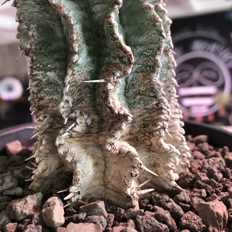 euphorbia horrida《極太M size》※現地球発根済株※大変木質化も euphorbia horrida《極太M size》※現地球発根済株※大変木質化も