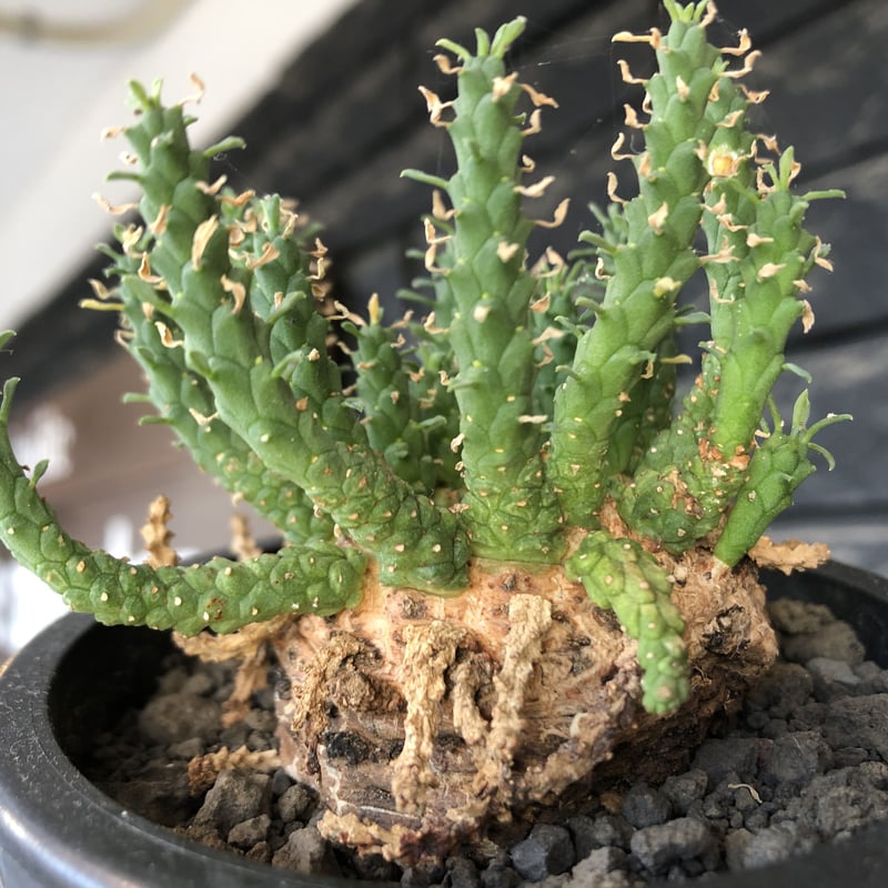euphorbia gorgonis《L size》※現地球発根後店主国内管理3年株※人気🐙タ
