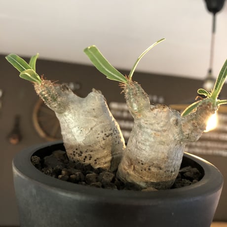 pachypodium gracilius《S size》白肌&W-he'd株※現地球発根後店主国内管理2年株※美しくかわいすぎる一株※mad black pot植え