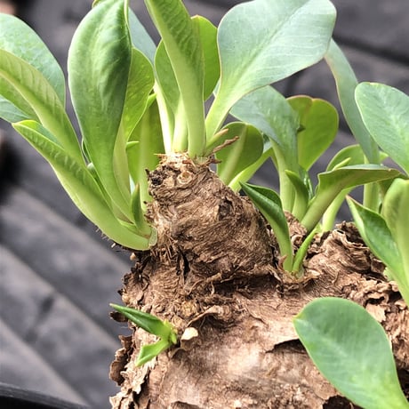 euphorbia  itremensis 《M size》※現地球発根済株※店主国内管理3年株※個体ごと樹形が違う成長過程も楽しめ木質の表皮も魅力な堪らない人気者※mad black pot植え