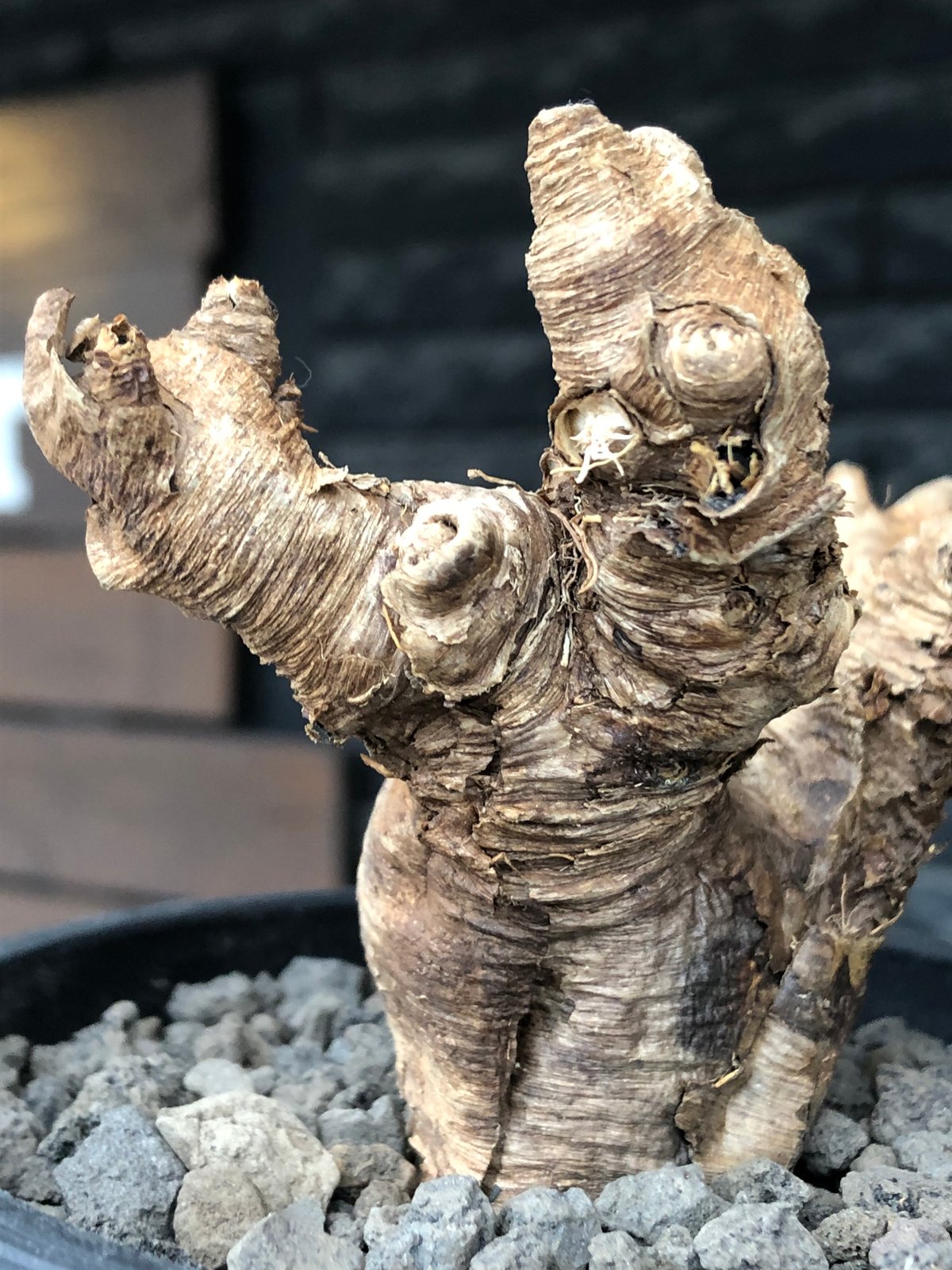 現地球　ユーフォルビアイトレメンシス euphorbia itremensis《L size》※現地球株発根済①※極太塊根＆極太枝を