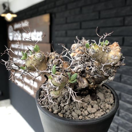 tylecodon  reticulatus《大きめM size》※現地球発根済株※店主国内管理3年株※weight低く幹も太い‼︎wild過ぎでimpact絶大‼︎※mad black pot植え