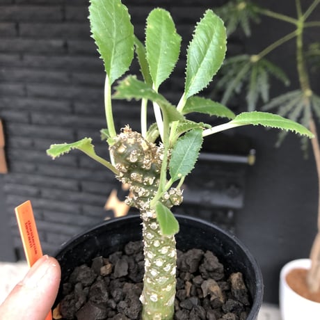dorstenia   lavrani《M size》希少‼︎綺麗過ぎるgreen‼︎