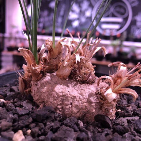 calibanus hookeri（大きめM size）※現地球発根済株※店主国内管理5年株※大変育てやすく地植えも可能な強靭フーケリー‼︎※mad black pot植え