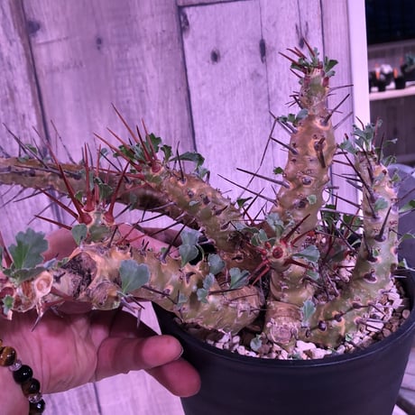 sarcocaulon  crassicaule《L size》