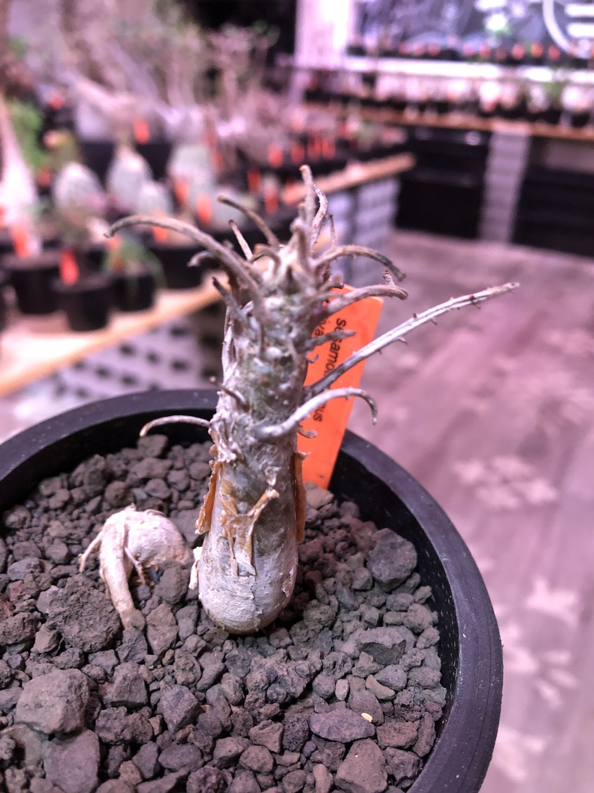 【希少大株】セサモタムナスブッセアヌス 現地球 発根済 塊根植物 サボテン 希少大株】セサモタムナスブッセアヌス 現地球 発根済 塊根植物