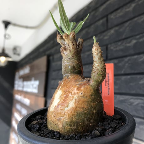 pachypodium gracilius《大きめS size》希少‼︎green肌＆現地焼け肌※現地球発根後店主国内管理2年株※かわいい樹形に荒々しい現地焼けも魅力※mad black pot植え