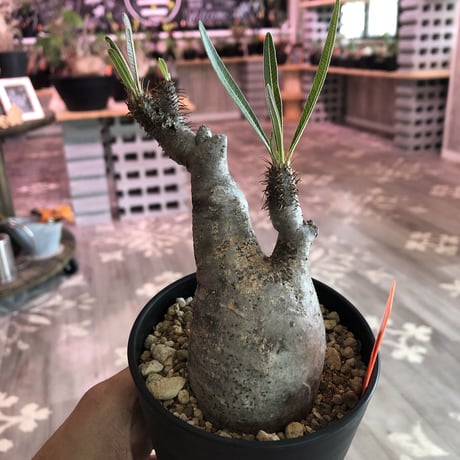 packypodium  gracilius《S size》※現地球株  発根済み株‼︎  丸め選抜組  （限定12株）