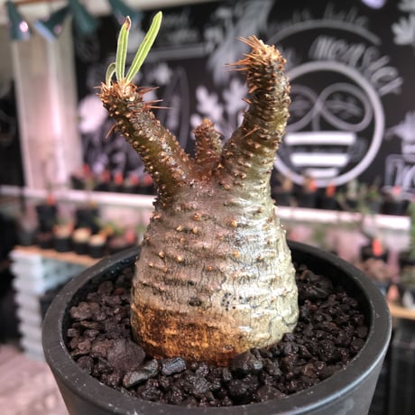pachypodium gracilius《S size》A面赤肌株※現地球発根済株※店主国内管理2年株※balance良き小振の赤肌グラキ‼︎※mad black pot植え
