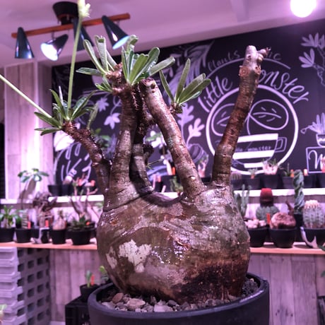 packypodium  gracilius《L size》W-he'd株※現地球発根済株※店主国内管理7年株※極バランス‼︎管理長きmad質な渋い奴※mad black bowl pot植え