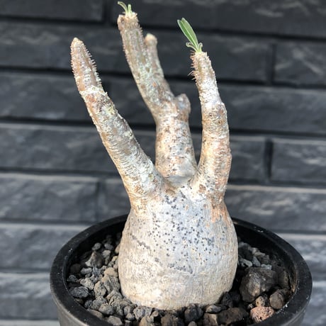 pachypodium gracilius《大きめS size》現地焼け肌※現地球発根済株※店主国内管理2年株※荒肌質＆身体に見合わない太枝が強靭さ威勢良さ感じる一株※mad black pot植え