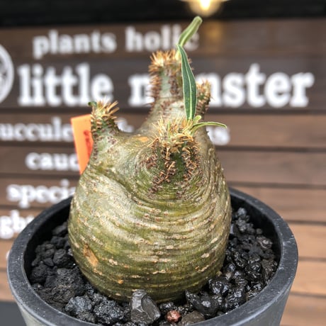pachypodium gracilius《大きめS size》希少‼︎green肌※現地球発根済株※店主国内管理2年株※weight低き捻くれぼってり樹形が堪らない※mad black pot植え
