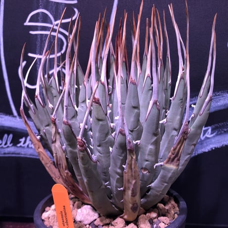 agave    utaensis  eborispina《L L size》