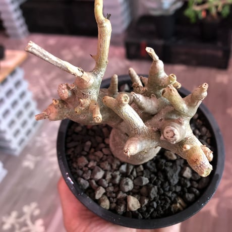 pterodiscus  luridus 《大きめM  size》※大変丈の締まった株元ぼってり白肌ルリダス‼︎店主国内管理2年の激オススメ株‼︎※mad  black  pot植え