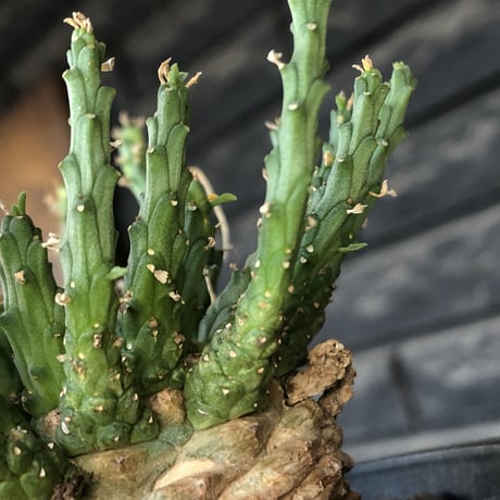 euphorbia gorgonis《L size》※現地球発根後店主国内管理3年株※人気🐙タコもの‼︎美多肉質葉&木質wild塊根の二面性が魅力※mad  black  pot植え