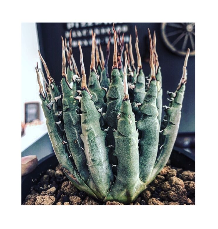 agave utaensis var.eborispina(var.陽炎type)※現地球 agave utaensis var.eborispina(var.陽炎type)※現地球