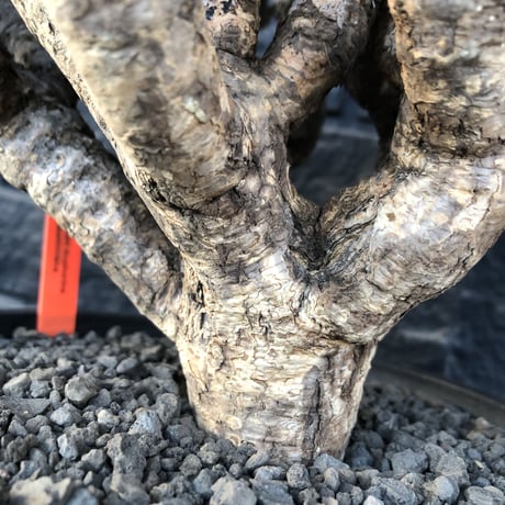 euphorbia  guillauminiana《極太LL size》※現地球発根後店主国内管理7年株※激極太幹&躍動する枝振りが堪らない大株※mad black bowl pot植え