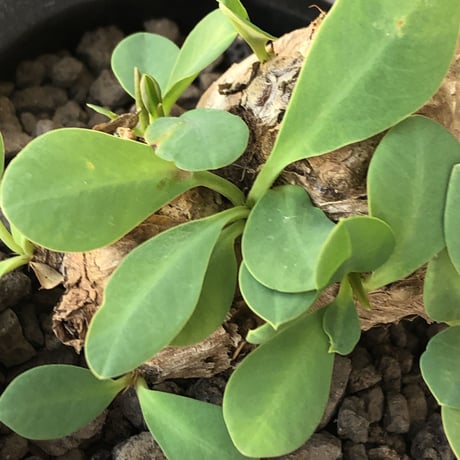 euphorbia  itremensis 《M size》※現地球発根後店主国内管理3年株※まん丸塊根で可愛くボコボコと変形しながら枝作りし変化も楽しめる一株※mad black pot植え