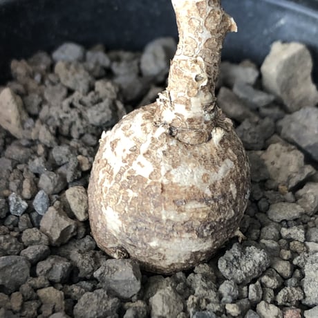 monadenium capitatum《M size 》希少種※現地球株発根済※球体感強く可愛い肌カラーな一株※mad black pot植え
