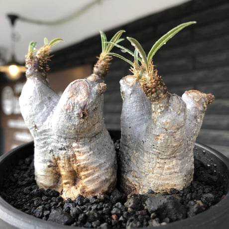 pachypodium gracilius《大きめS size》両 A面&w-he'd株※現地球発根後店主国内管理2年株※ぼってり愛くるしさ100%な一株※mad black bowl pot植え