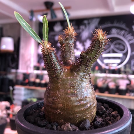 pachypodium  gracilius《S size》極赤肌 &現地焼け株※現地球発根済株※店主国内管理2年株※小振りでも大変赤み強きかっこいい一株‼︎※mad black pot植え