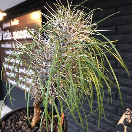 didierea  madagascariensis《大きめM size》※激希少株※シルバーの棘に覆われたイカした奴　※mad  black  pot植え