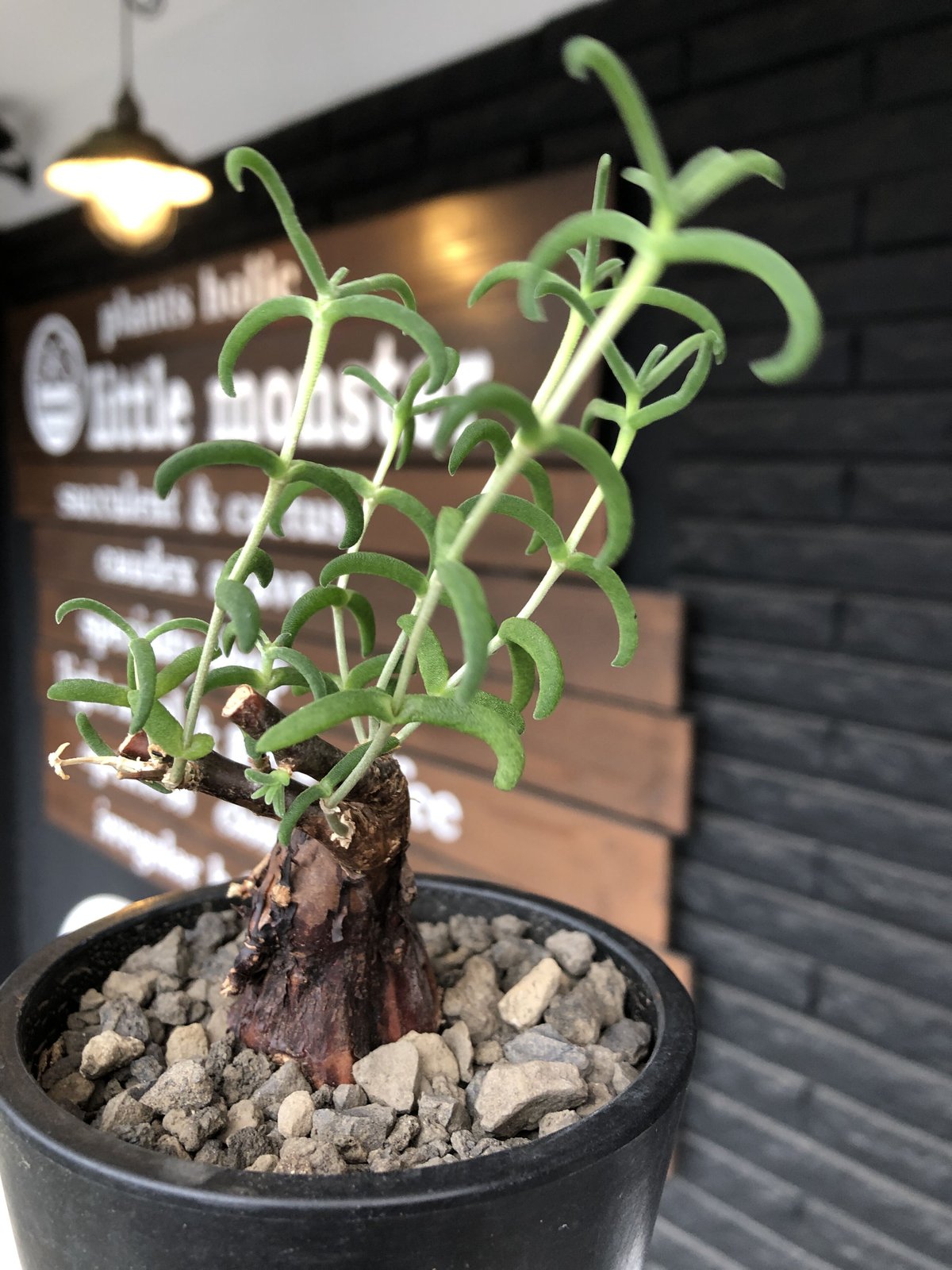 mestoklema tuberosum《S S size》※現地球発根済株※希少‼︎流通な