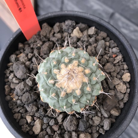 strombocactus 白棘菊水《大きめM size》※希少‼︎現地球カキ仔自根株※実生でもなくカキ仔株の為、良きDNAを受け継ぐ菊水※mad black bowl pot植え