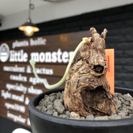 pelargonium triste《大きめM  size》※現地球発根済株※店主国内管理3年株※サイドに朽くしエグれた傷跡を持ち、weight低くぼってり株※mad black bowl pot植え