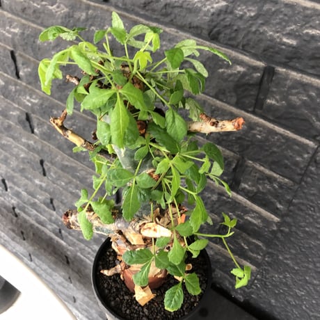 commiphora  holtziana《LL size》極太株※現地球発根後店主国内管理4年株※極太幹&weight低きwildな装い※tall pot植え