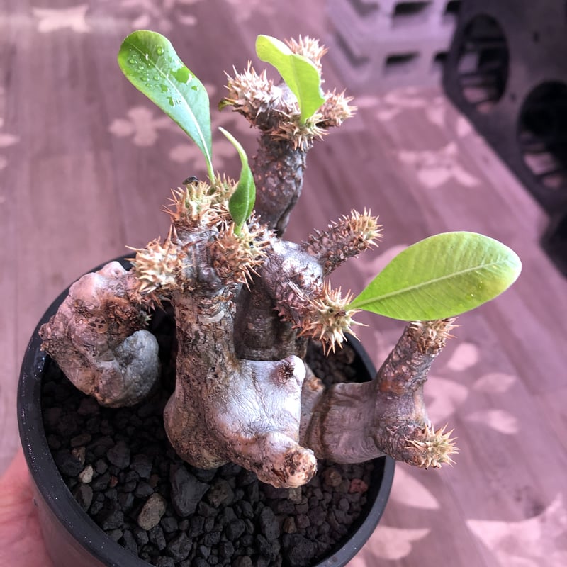 packypodium enigmaticum《M size》二分頭株‼︎※現地球発根済