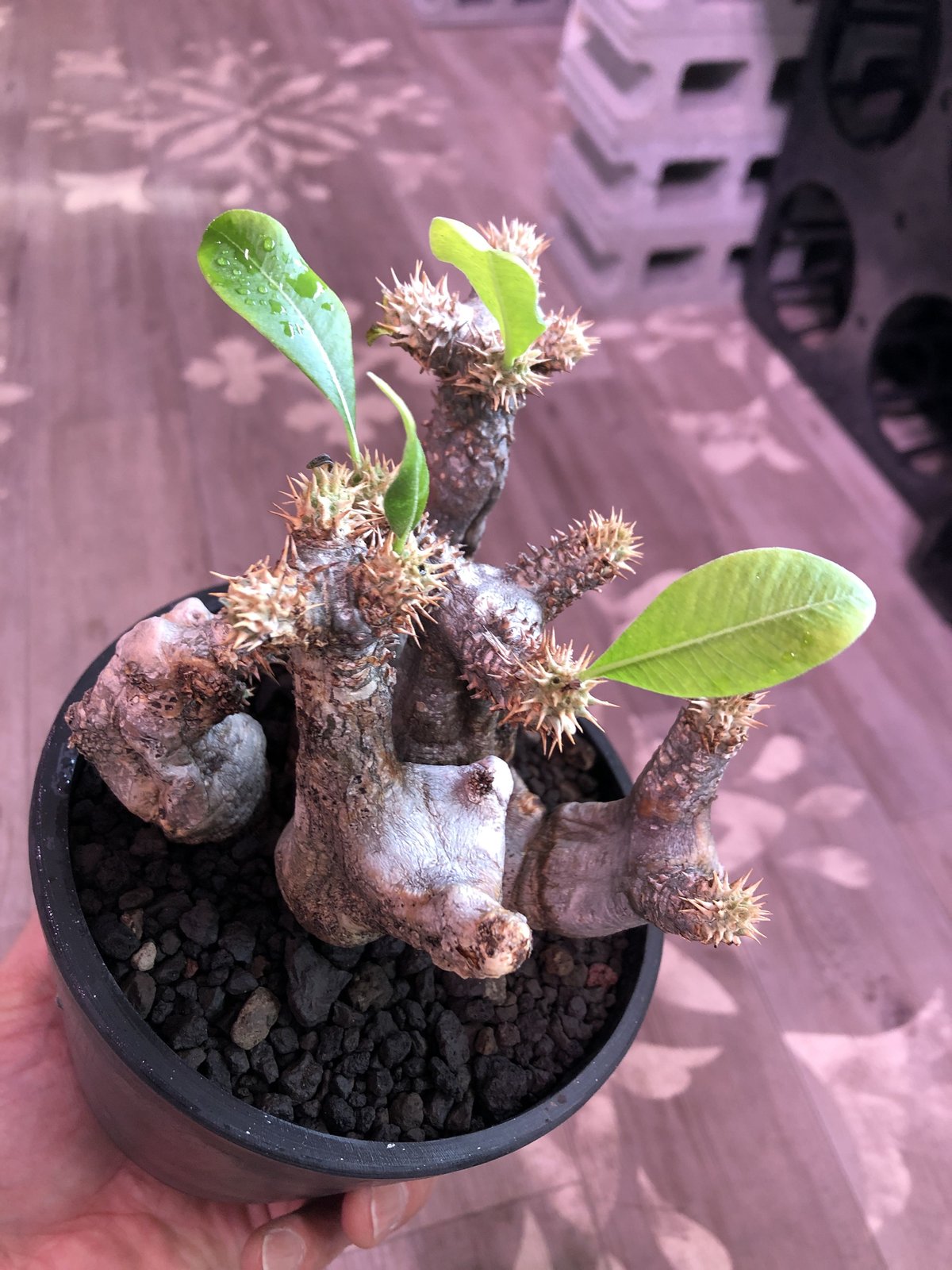 packypodium enigmaticum《M size》二分頭株‼︎※現地球発根済