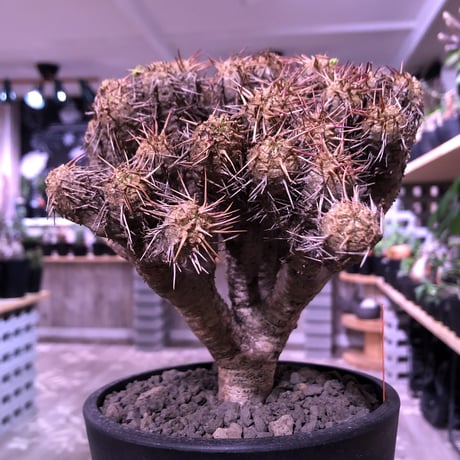euphorbia    guillauminiana《L L  size》※現地球発根済株※幹は極太‼︎且つ躍動感半端なき枝数の驚愕ギラウミ‼︎※mad black pot植え