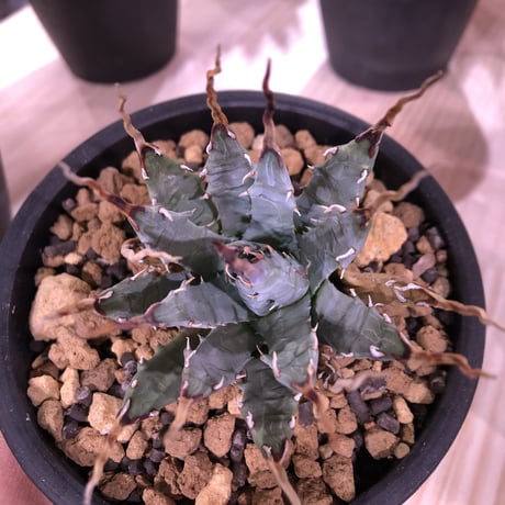 agave     utaensis  eborispina《S  size》
