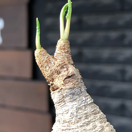 euphorbia fishbone《M size》※現地球株発根済※希少‼︎現地球株は極めて流通少なく愛くるしさと味深き白花も醍醐味※black pot植え