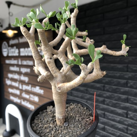 othonna furcata《L size》良枝振り樹形※現地球発根後店主国内管理5年株※肉々しい極枝振り良き美しい良樹形株※mad black pot植え