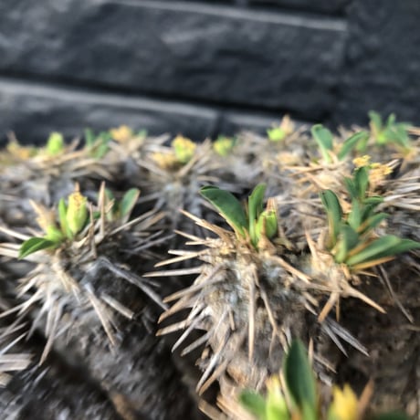 euphorbia  guillauminiana《極太LL size》※現地球発根後店主国内管理7年株※激極太幹&躍動する枝振りが堪らない大株※mad black bowl pot植え