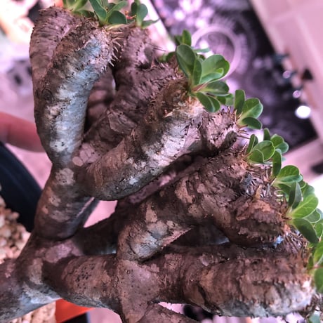 euphorbia    guillauminiana《M  size》細身でも枝数の激しい良美株‼︎