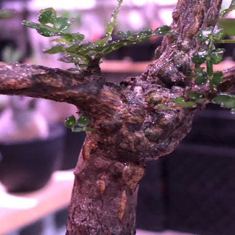 opercullicarya  packypus  littmon  seed🌱 《13年目株》※幹も太く表皮のボコボコも強く出た当店作り込み長き丈の締まったパキプス※mad black pot植え