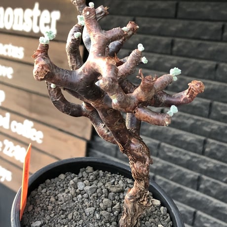 pelargonium  mirabile《大きめM size》※現地球店主国内管理4年株※愛おしく堪らない冬型の人気者‼︎幹上がり仕立て良樹形※mad black pot植え