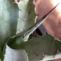 agave zebra《M size》※現地球株発根済※ゼブラ縞模様が美しい良きサイズ感な人気者※black pot植え