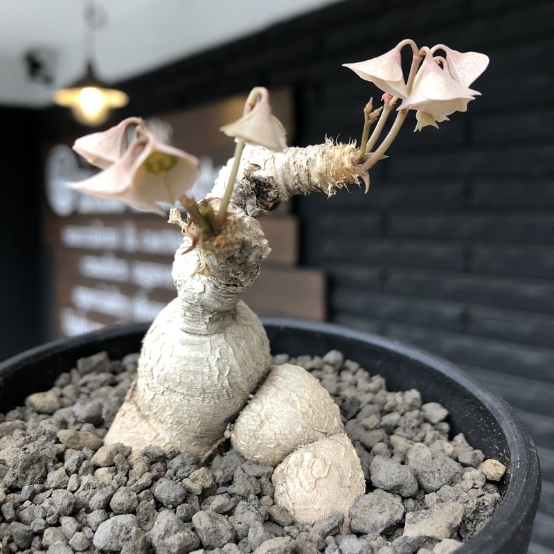 euphorbia cremersii《 L size》※現地球発根後店主国内管理2年株※極白