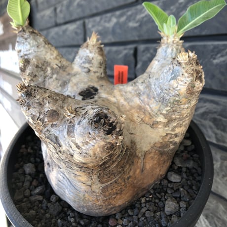 pachypodium  eburneum《LL size》※現地球発根後店主国内管理8年株※エブレらしい樹形に極wild装いの存在感抜群なimpact株※mad black bowl pot植え