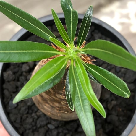 pachypodium gracilius《大きめS size》※現地球株発根済※味深くビンテージ感強き現地焼けに希少green肌を保つ樹形バランスも抜群な一株‼︎※black bowl pot植え