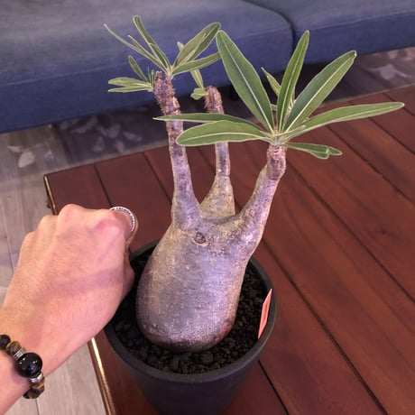 packypodium  gracilius《大きめ M size》※現地球株  発根済み株‼︎  （限定1株）ぼってり感と丁度良いサイズ感‼︎ ※mad black pot植え