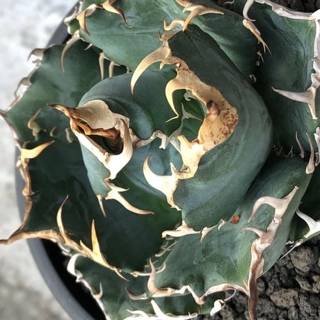 agave titanota  白鯨強棘陽炎bowl type《L size》※現地球株発根済※ウネウネ最高の鋸歯に幅広肉厚ボウルタイプ※black bowl pot植え