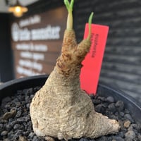 euphorbia fishbone《M size》※現地球株発根済※希少‼︎現地球株は極めて流通少なく愛くるしさと味深き白花も醍醐味※black pot植え