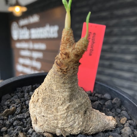 ユーフォルビアフィッシュボーン | STORES