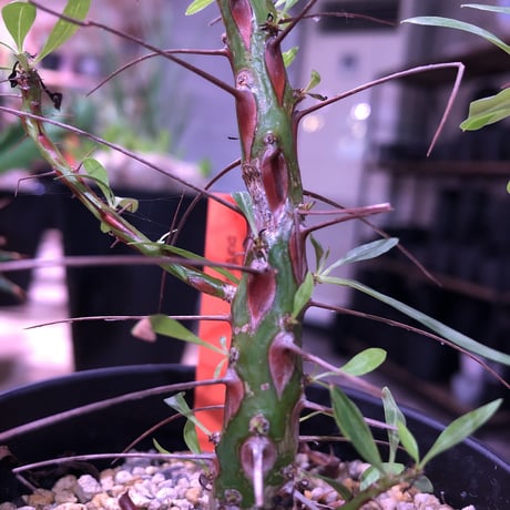 fouquieria  purpusii《M size》balance良き人気プルプシー