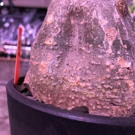 momordica  rostrata《L  size》※株元は充分に木質化したbalance&良きサイズ感なロストラータ希少株‼︎※mad black pot植え